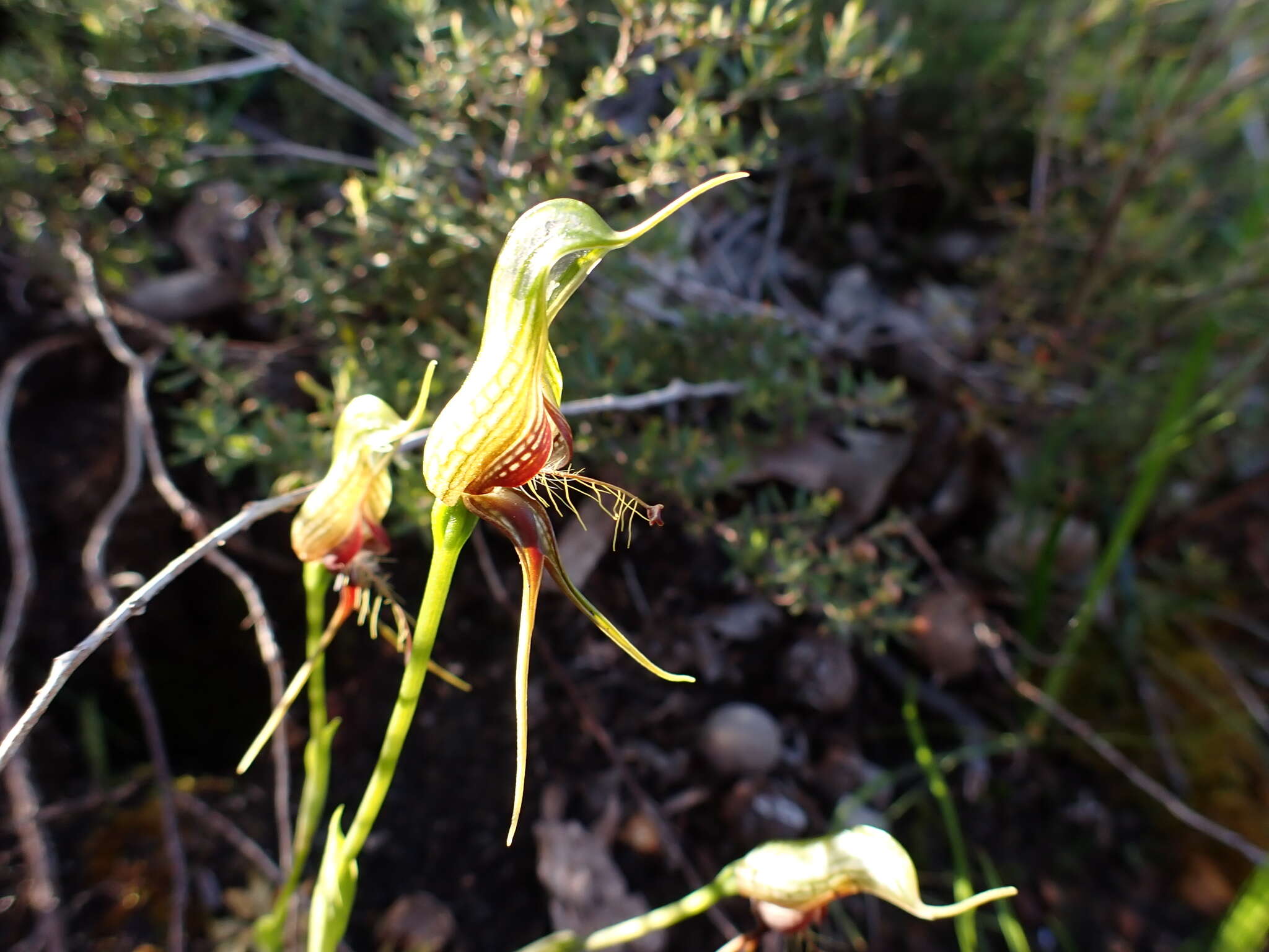 Image of Bird orchid