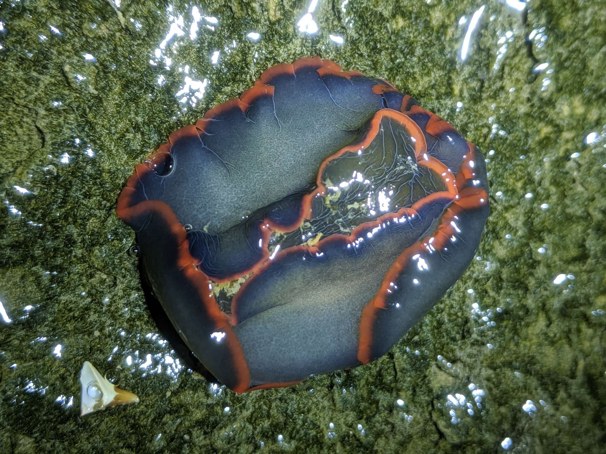 Image of Dendrodoris arborescens (Collingwood 1881)