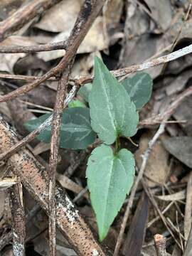 Image of Clematis pubescens Hueg. ex Endl.