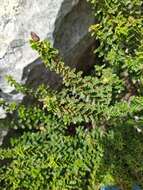 Image of Hypericum balearicum L.