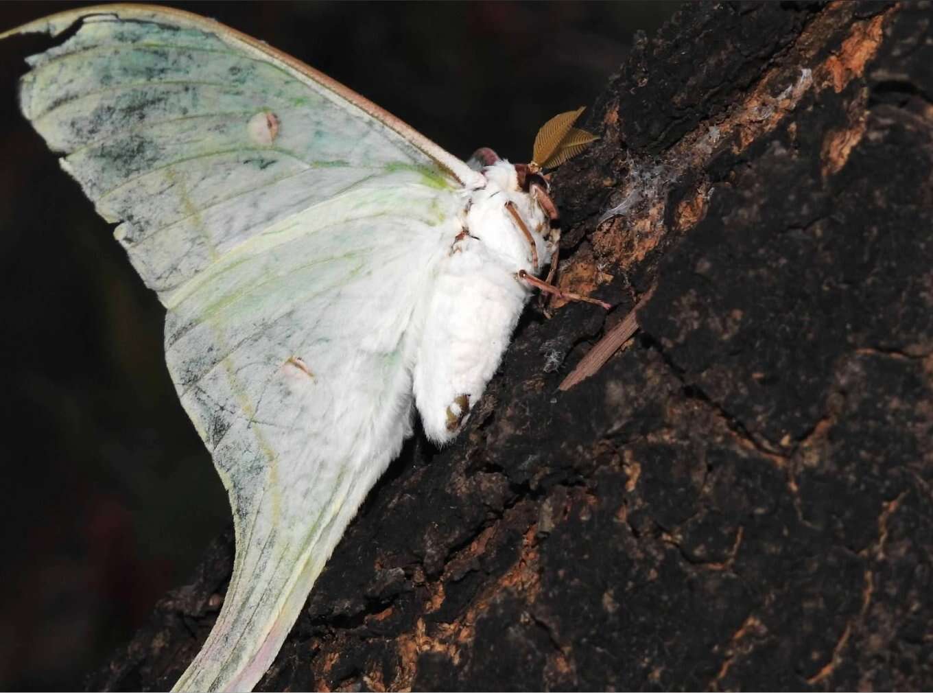 Image of Actias ningpoana Felder & C. 1862