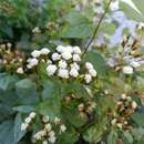 Plancia ëd Ageratina espinosarum var. subintegrifolia (B. L. Rob.) B. L. Turner