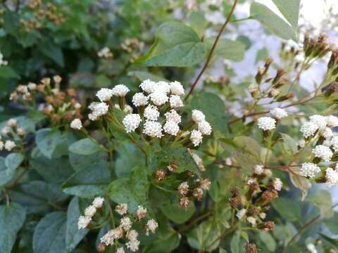 Plancia ëd Ageratina espinosarum var. subintegrifolia (B. L. Rob.) B. L. Turner