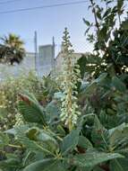 Imagem de Aesculus parryi A. Gray