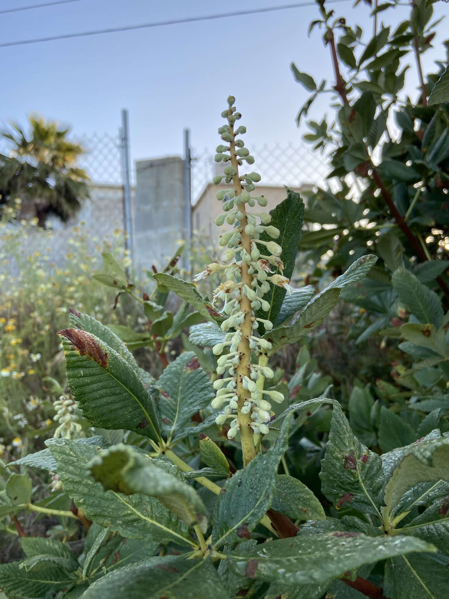 Imagem de Aesculus parryi A. Gray