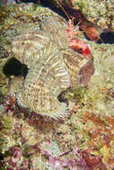 Image of Mediterranean hermit crab