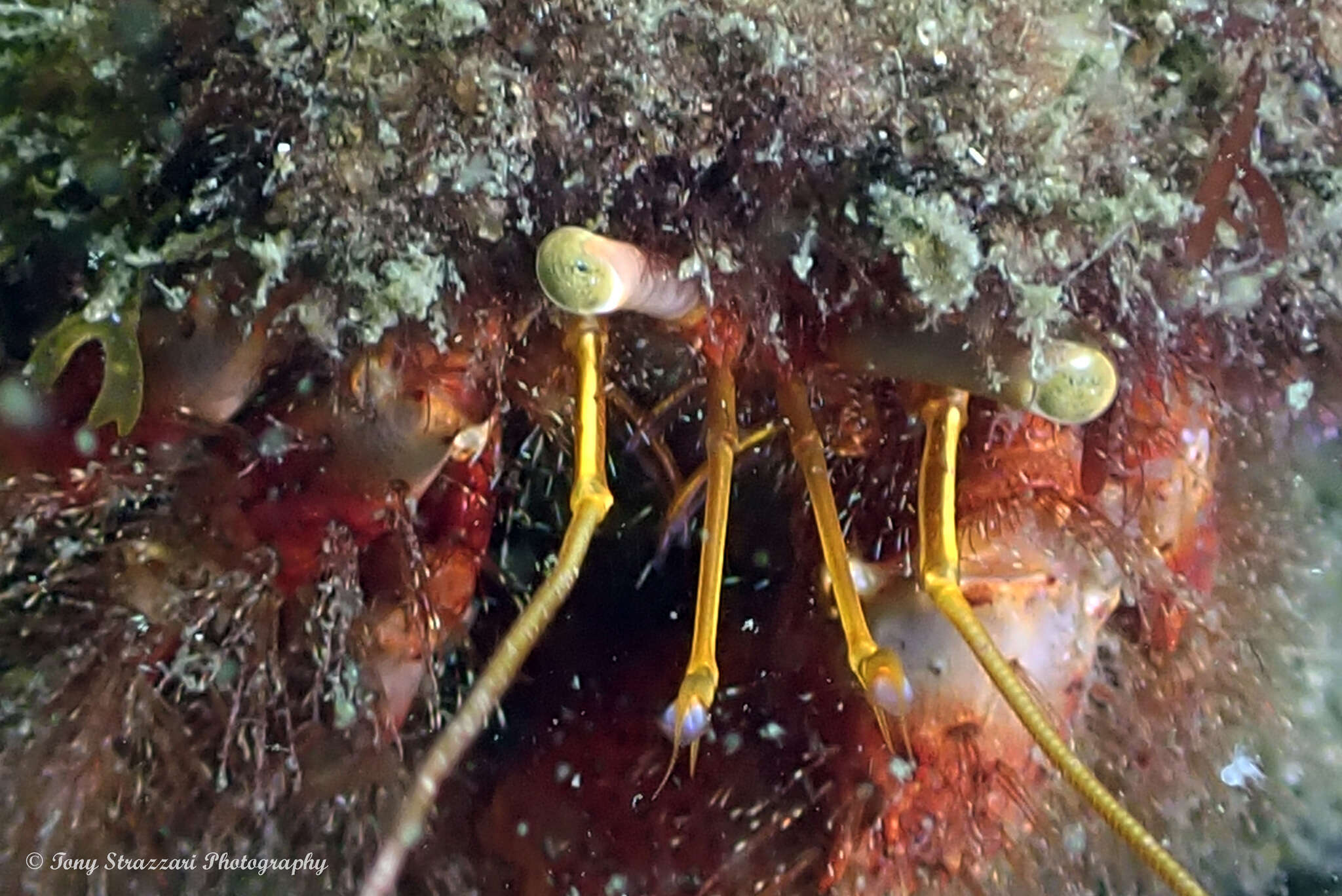 Image of Mauve Eyed Hermit Crab