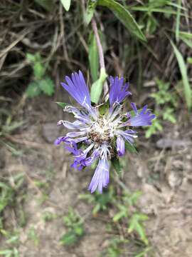 Image of Stokesia