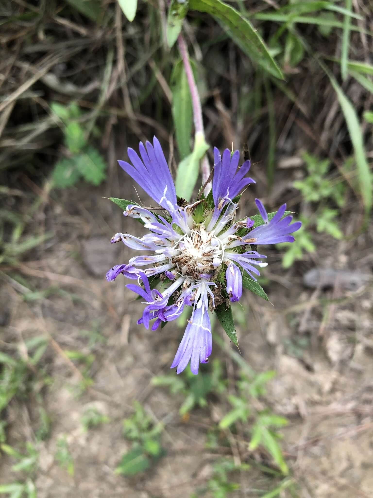 Слика од Stokesia