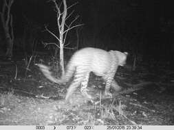 Image of African leopard