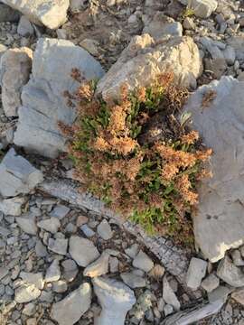 Image of Dionysia mira Wendelbo