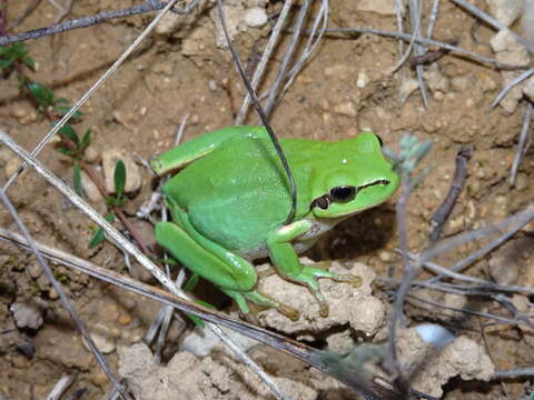 Image of Mediterranean Tree Frog