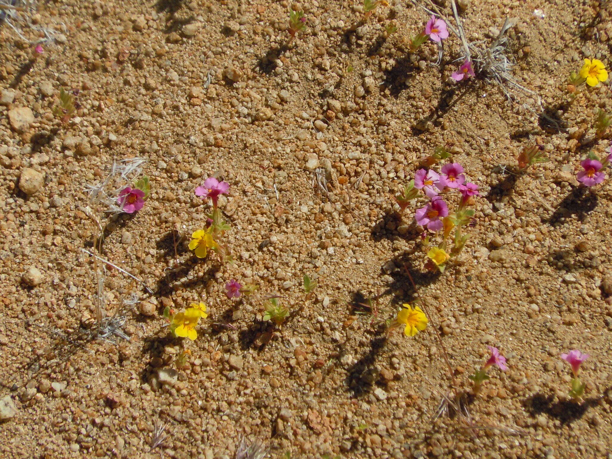 Image of red monkeyflower