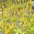 Image of Bulbine latifolia var. latifolia