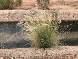 Aristida purpurea Nutt.的圖片