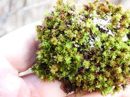 Image of candle snuffer moss