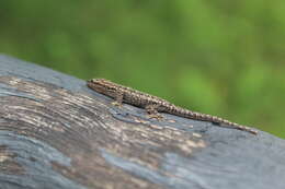 Image of Chobe Dwarf Gecko