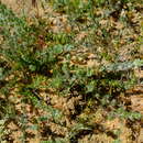 Image of Aspalathus heterophylla L. fil.
