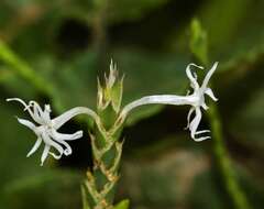 Elytraria acaulis (L. fil.) Lindau resmi