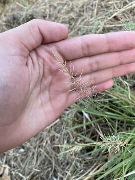 Image of Target Dropseed