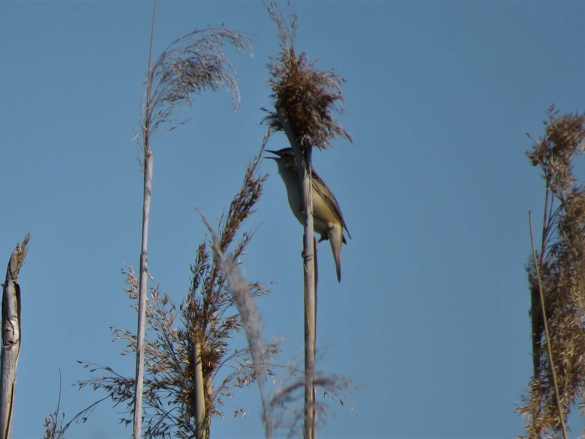 Image of Sedge Warbler