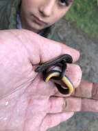 Image of Ribbon Graceful Brown Snake