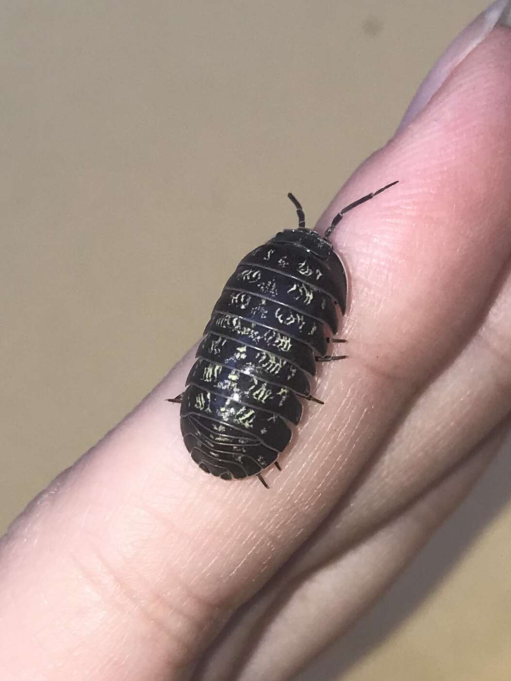 Image of Armadillidium opacum (Koch 1841)