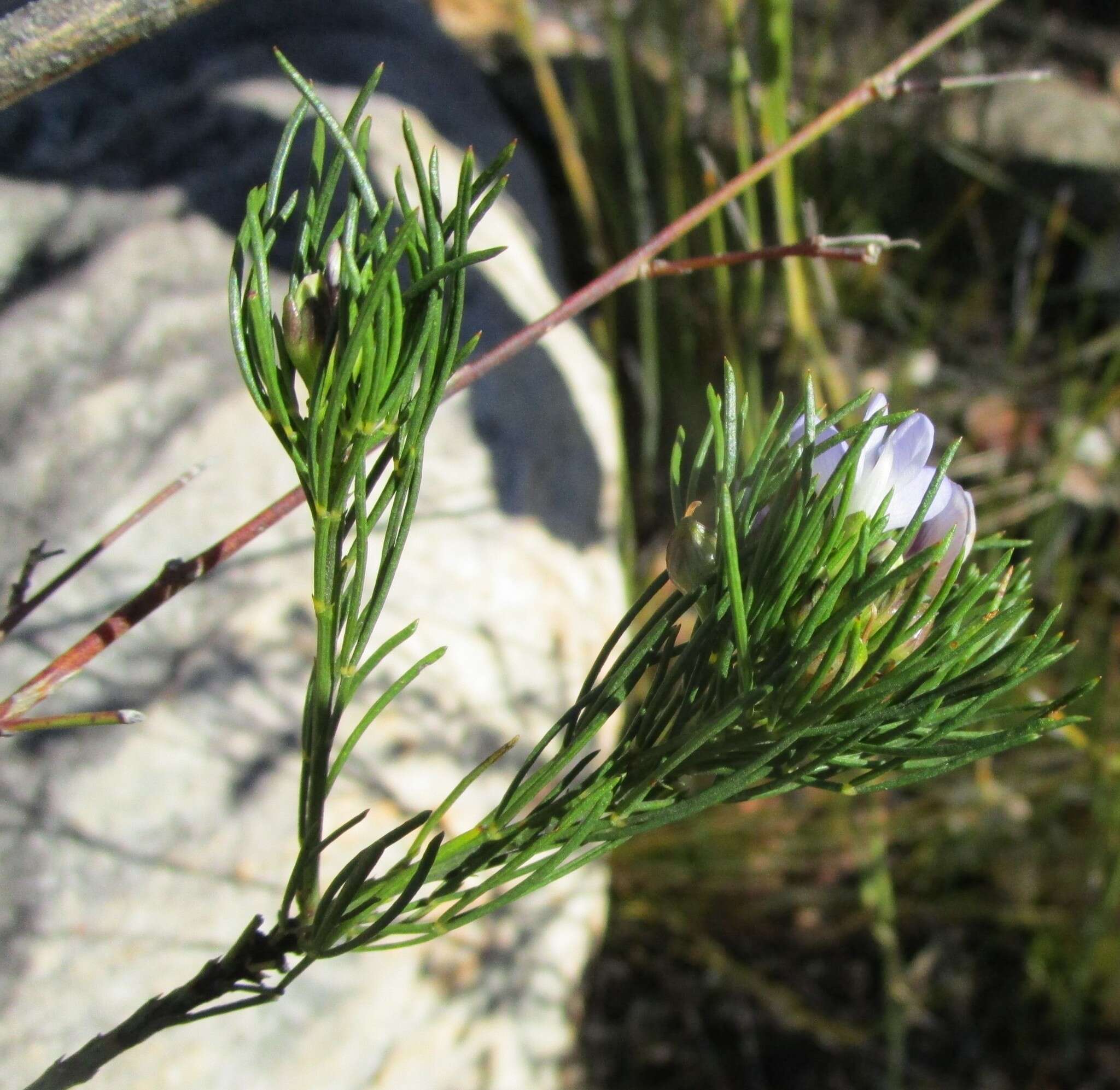 Image of Psoralea speciosa Eckl. & Zeyh.