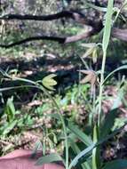 Image of Butte County fritillary