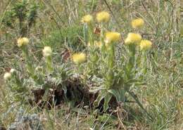 Image of <i>Helichrysum <i>aureum</i></i> var. aureum