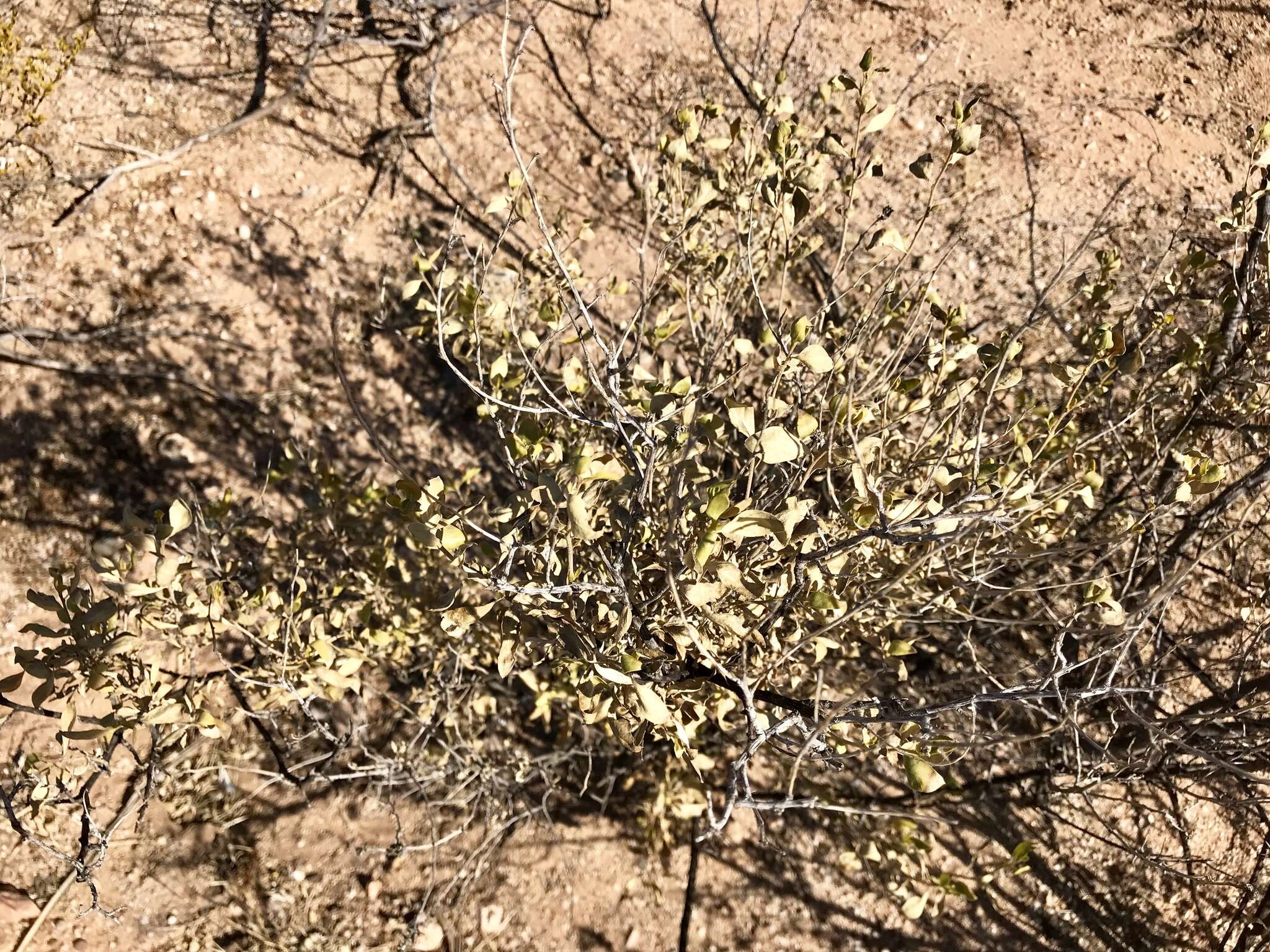 Image of American tarwort