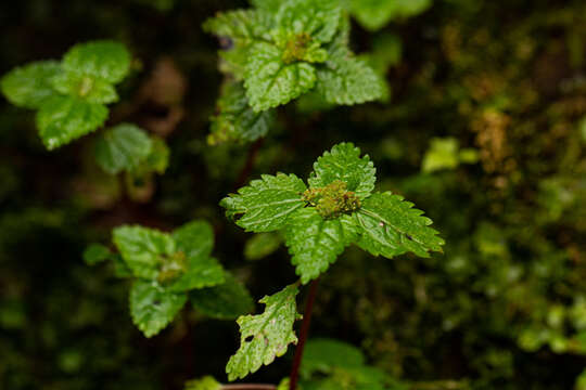 Image of Pilea tetraphylla (Steud.) Bl.