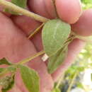 Plancia ëd Eupatorium linearifolium Walt.