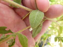 Image of waxy thoroughwort