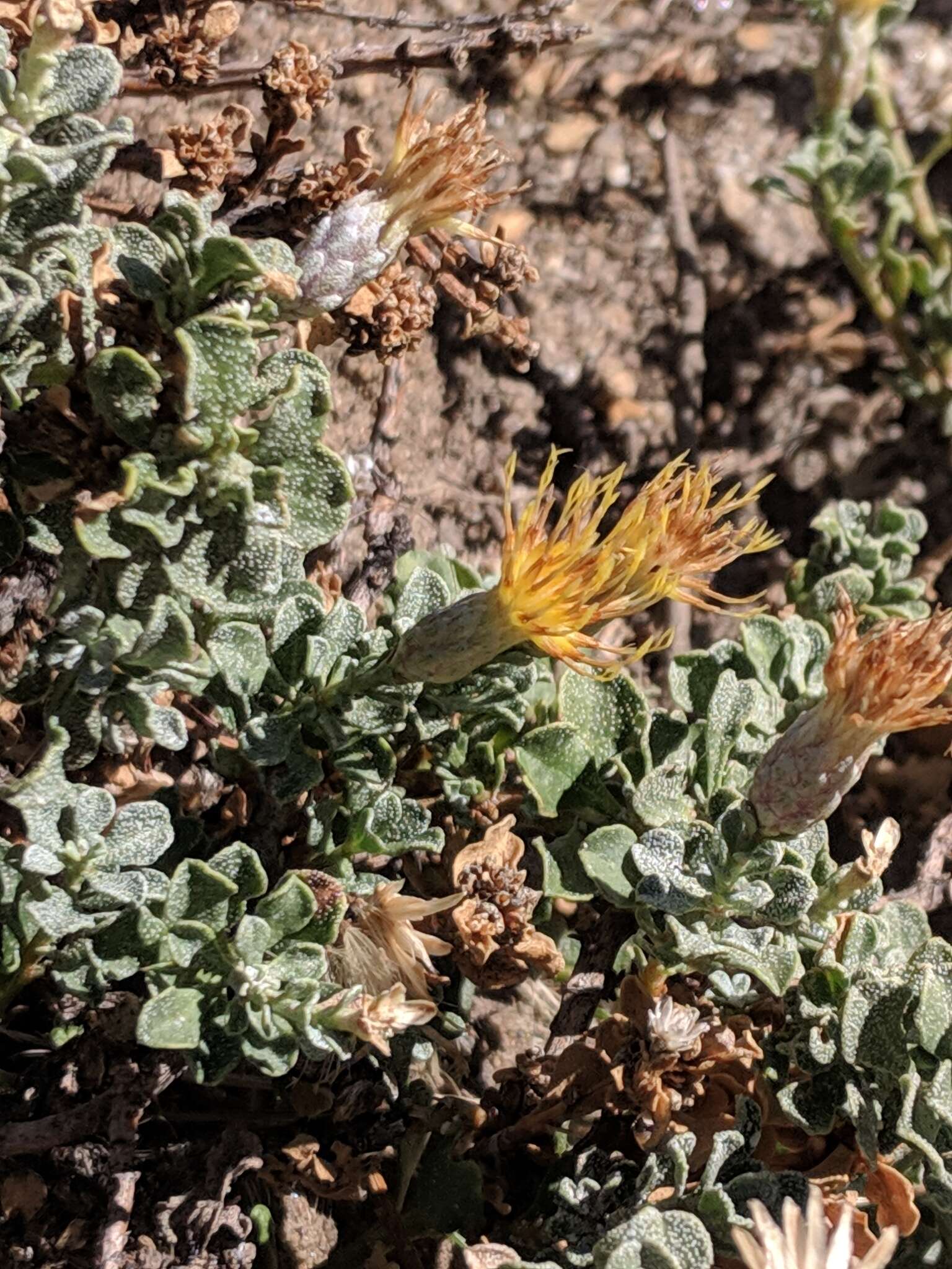 Image of cliff goldenbush