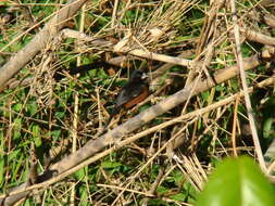 Image of Chestnut-bellied Seed Finch