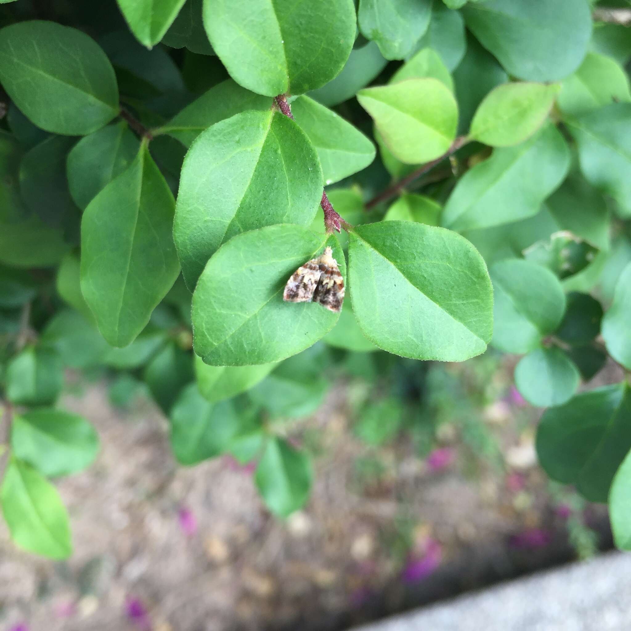 Image of Choreutis sexfasciella Sauber 1902