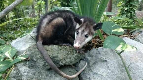 Image of Didelphis virginiana californica Bennett 1833