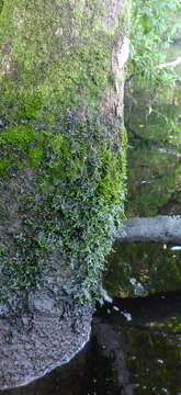 Image of Florida Applesnail