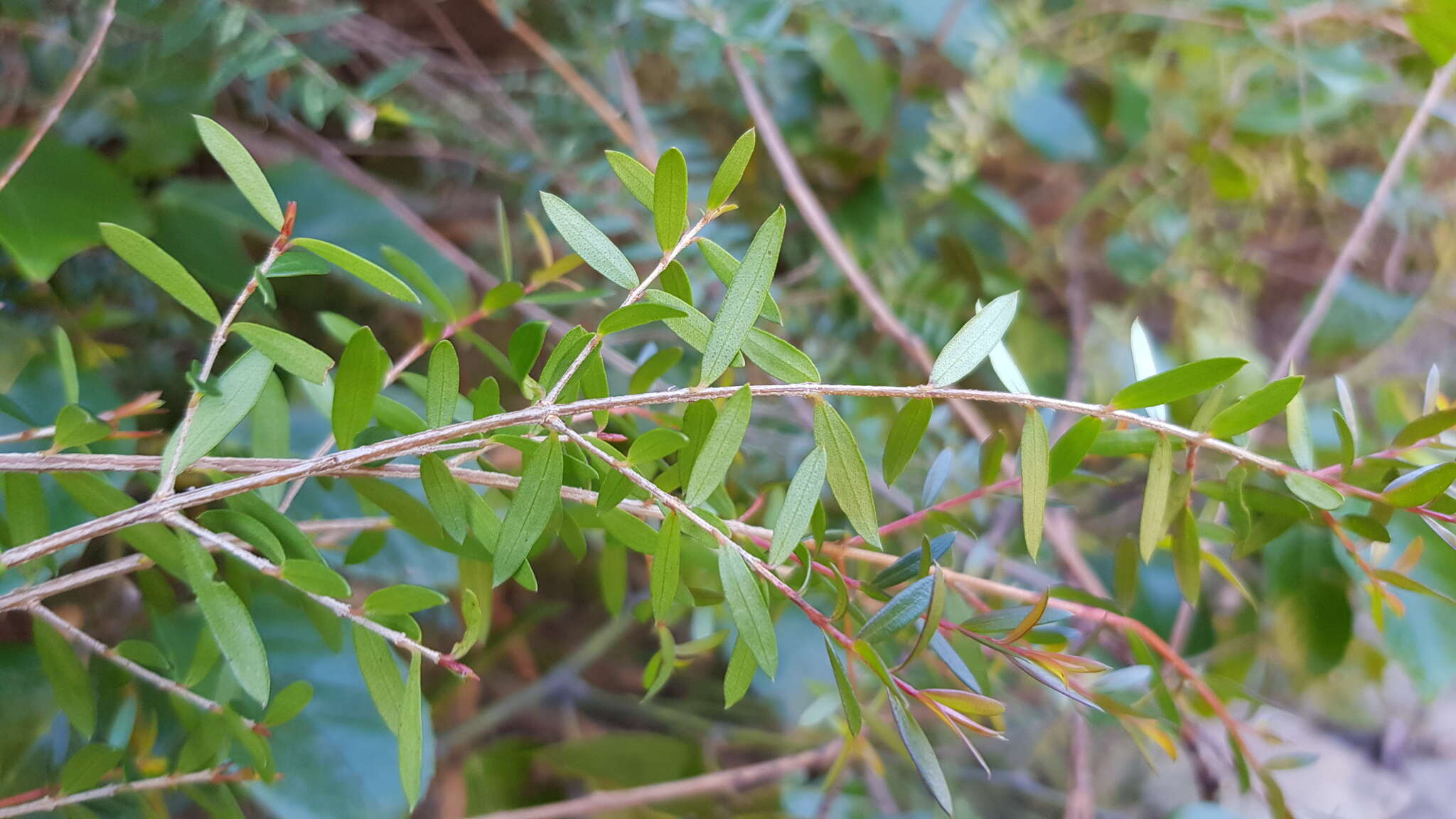 Image de Sannantha pluriflora (F. Müll.) Peter G. Wilson