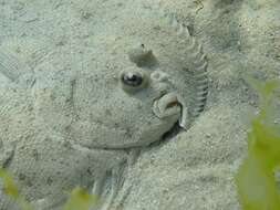 Image of Bass flounder