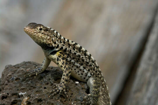 Слика од Microlophus grayii (Bell 1843)