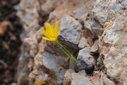 Image de Sternbergia lutea subsp. greuteriana (Kamari & R. Artelari) Strid