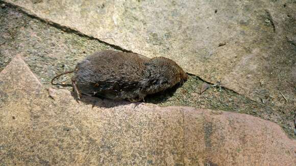 Image of Least Shrew