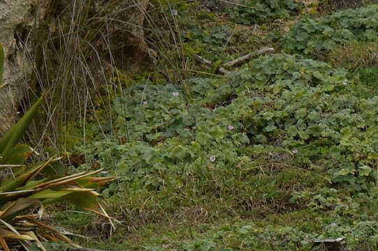 Image of Chatham Island geranium