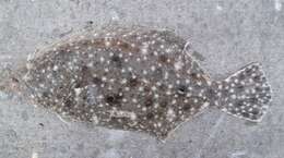 Image of Gulf Flounder