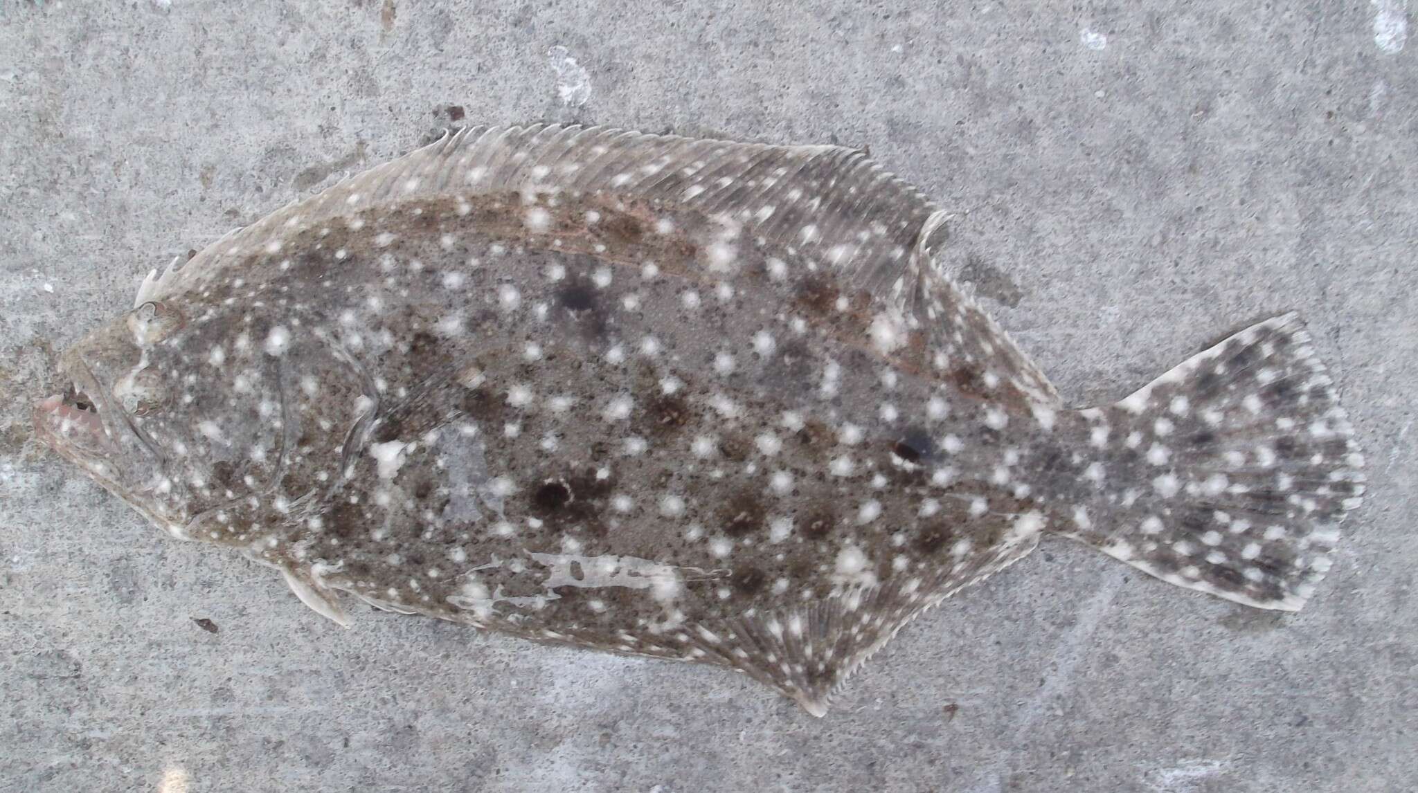 Image of Gulf Flounder