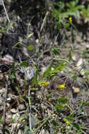 Image of yellow crownvetch