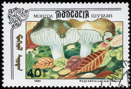 Image of <i>Hygrophorus marzuolus</i> (Fr.) Bres. 1893