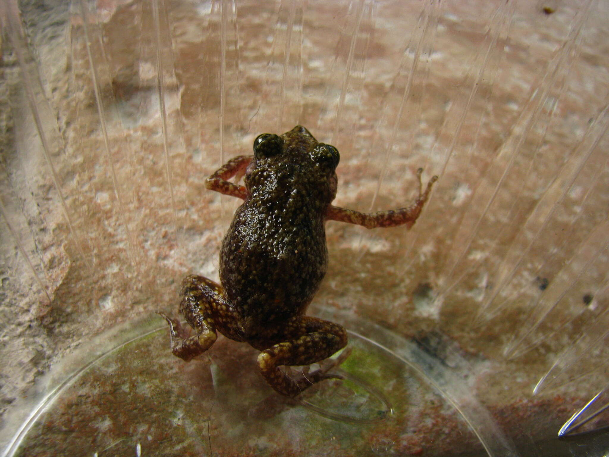 Image of Spotted Chirping Frog